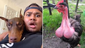 Подборка смешных видео и приколов 293? Лучшие ПРИКОЛЫ 2023