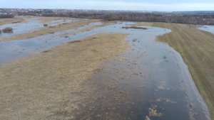 Чайки и утки в природе