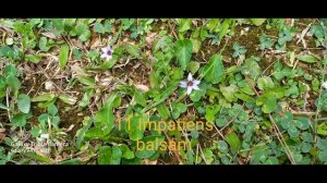 basil - Impatiens balsam 11  【MusicVideo】【高音質】