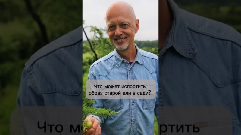 Что может испортить образ старой ели в саду?