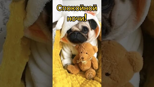 Доброй ночи ? Сладких снов ✨