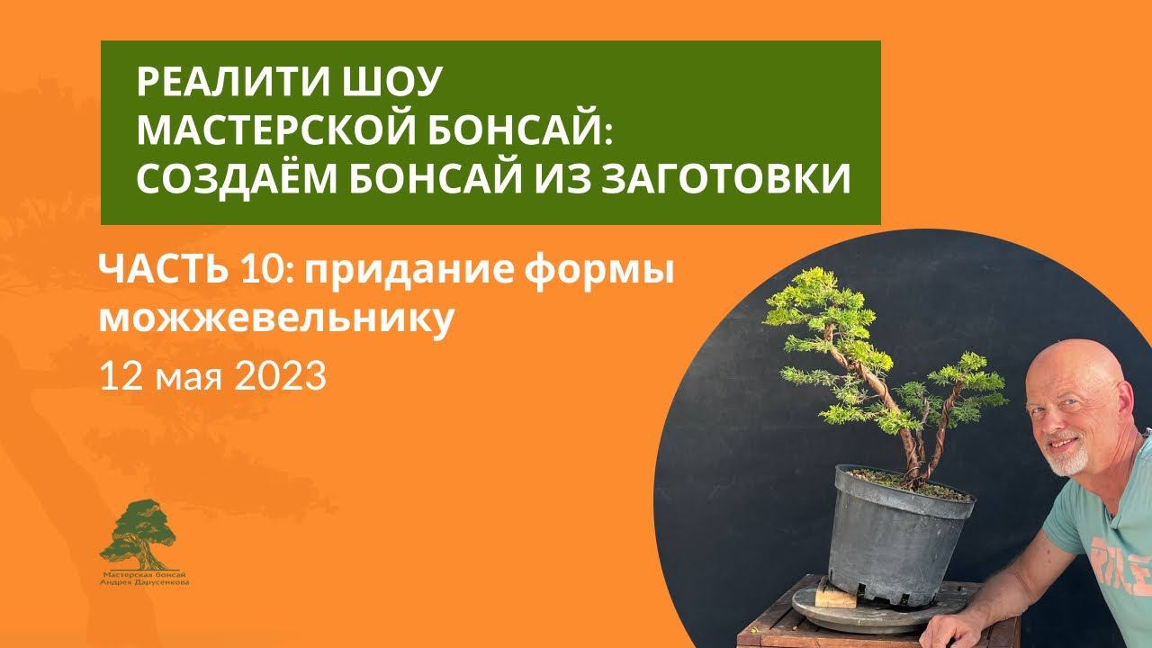 Бонсай из можжевельника