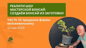 Бонсай из можжевельника