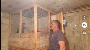 20230429_190832 edp Гаджи Бойцовые Петухи