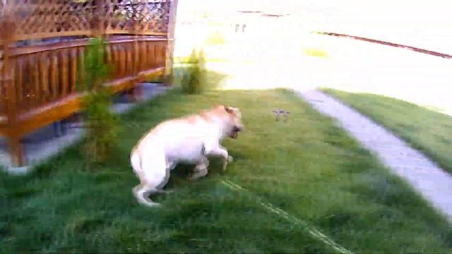 Мой лабрадор Один день из жизни лабрадора смотреть онлайн