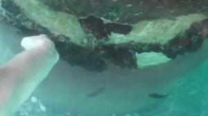 Где живут мидии