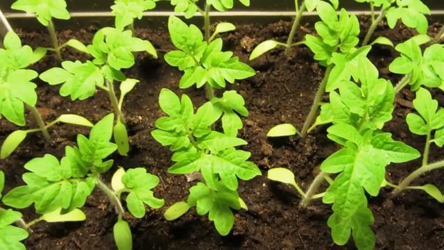 ОКТЯБРЬ(8 часть) ТОМАТЫ К НОВОМУ ГОДУ. смотреть онлайн