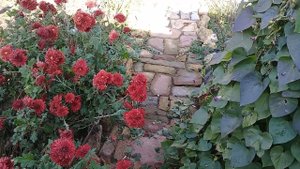 С чего начать обустройство сада?