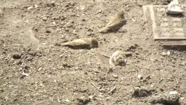 Воробей. Коротко о воробьях смотреть онлайн