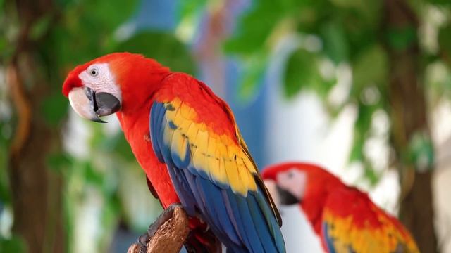 CHIM VẸT 01 - 4K смотреть онлайн