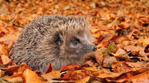 Самуил Маршак | Тихая сказка