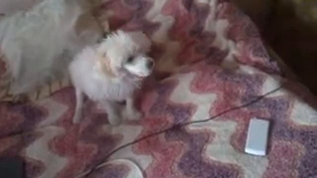 поющий той-пудель смотреть онлайн