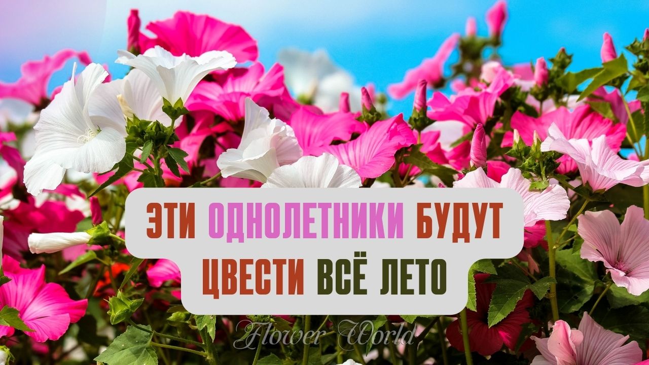 Эти однолетники будут цвести всё лето.??