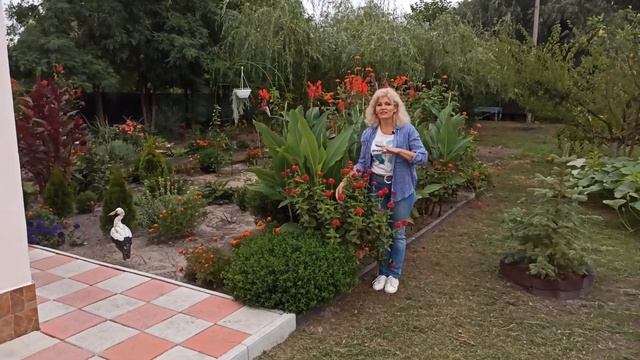 Однолетники цветущие все лето