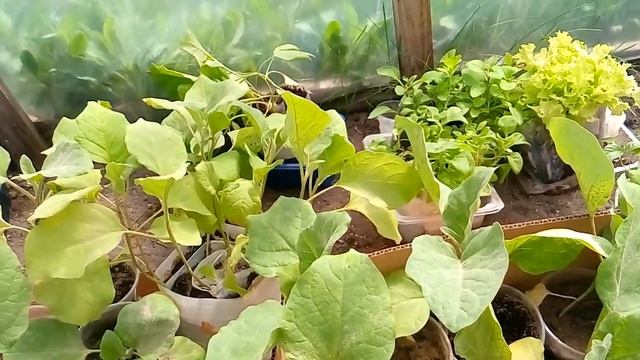 СУПЕР РАССАДУ БАКЛАЖАН АТАКУЕТ ПАУТИННЫЙ КЛЕЩ, HELP ! +ПРИЩИПКА БАКЛАЖАН смотреть онлайн