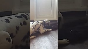 Далматинец