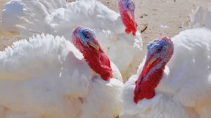 Разведение индюков в домашних условиях