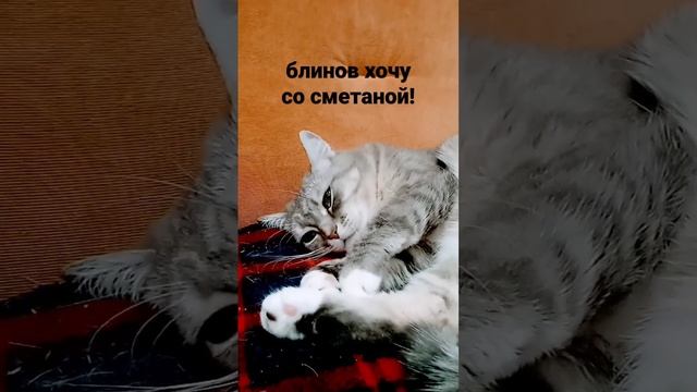 блинов хочу со сметаной!