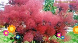 Скумпия кожевенная на штамбе Фоллис Пурпуреус. Краткий обзор cotinus coggygria Follis Purpureis