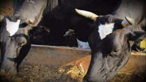 Признаки кетоза у коров и лечение