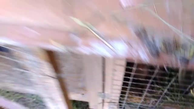 Породы кроликов которые я содержу, краткое описание породы Калифорнии , нзб, французский бара смотреть онлайн