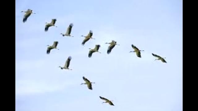 Аркадий Северный  - Журавли