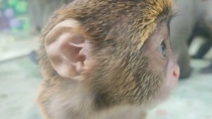 Чудо наше на земле и самые красивые обезьянки - мартышки Бразза с малышом