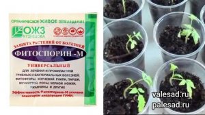 ФИТОСПОРИН: как развести и усилить действие биопрепарата!