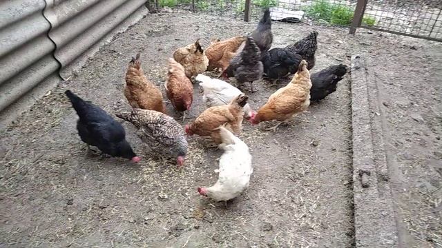 Ужин кур. Старые куры несушки смотреть онлайн