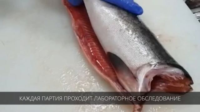 ООО "МОРЕМАН" - Поставщик дальневосточной рыбопродукции. РЫБА ОПТОМ. Поставщик рыбы MOREMANDV.RU