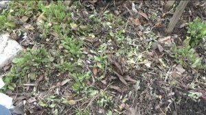 Весенний уход и подкормка многолетников в саду