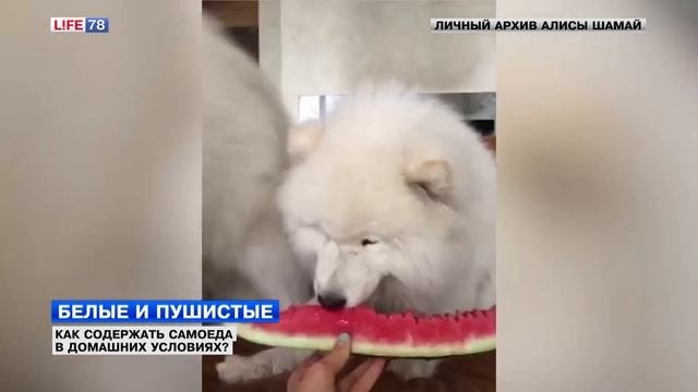 Как содержать самоеда в домашних условиях