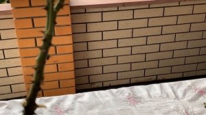 Розы. Посылка из питомника Марии Харченко. Мечты сбываются. Давно хотела посадить их розы. ???