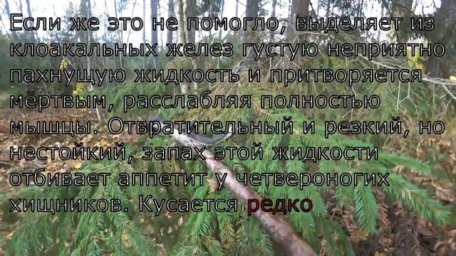 ЗМЕЯ УЖ   ЗМЕЙ опасен , БЕЗОПАСЕН