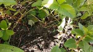 СУПЕР #ПОДКОРМКА ДЛЯ #ГОРТЕНЗИЙ!