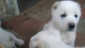 Обалденные щенки Алабая!