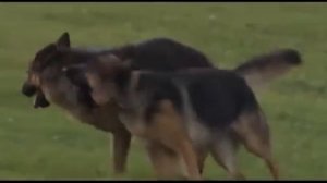 Как выбрать собаку