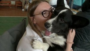 корги кардиган на выставке 11.05.19 г.