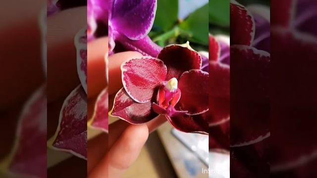 В деталях. Сого Релекс 1671 смотреть онлайн