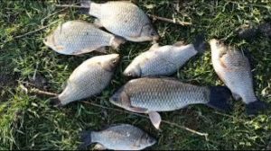 Лучшее тесто на карася, Как приготовить тесто на карася?