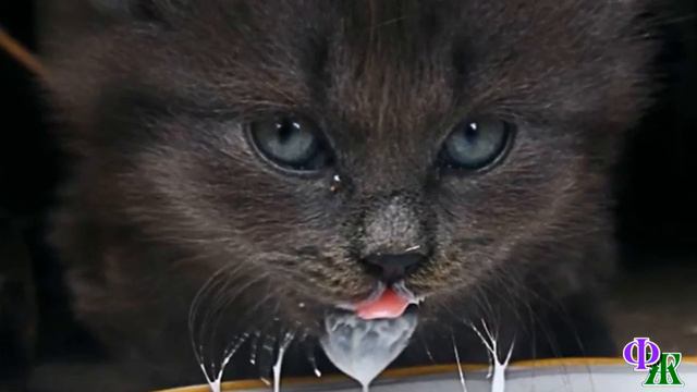 КОТЁНОК, по уши в белом кефире, зажмурился от удовольствия. Вдруг над ним нависло… смотреть онлайн