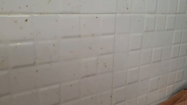 Обзор паровой швабры Kitfort Kt-1004 2 зелёная смотреть онлайн