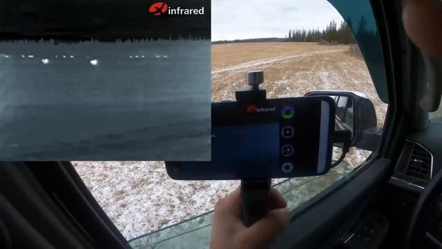 use $399 thermal monocular to protect cow from coyote смотреть онлайн