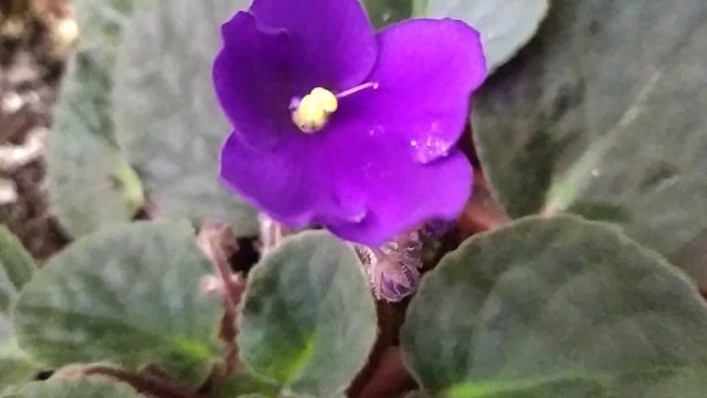 комнатная фиалка фиолетового цвета смотреть онлайн