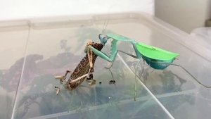 Praying Mantis eating a whole Locust ( TIMELAPSE )!