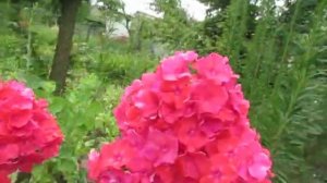 Флокс метельчатый Киевский праздничный