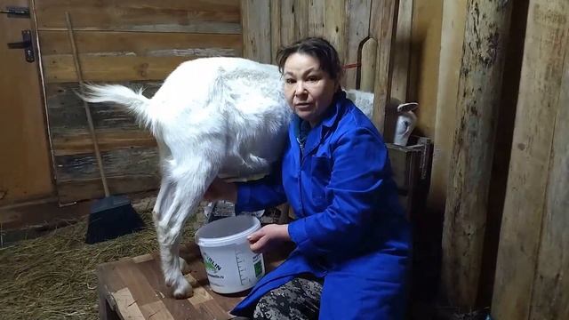 Запуск коз и их окоты. Как сделать, чтобы молоко ушло и коза отдохнула перед родами смотреть онлайн