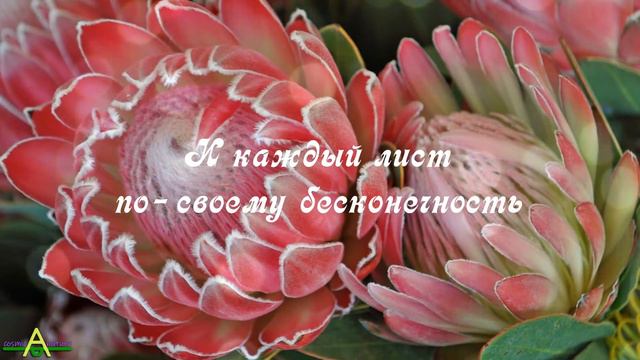 "ЦВЕТОЧНАЯ ДУША" // Поэзия// Эзотерика // Философия // 🌷Allaya🌷