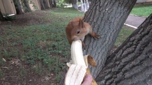 Белочки пробуют банан (23.07.2023)