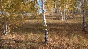 Как спастить от кабана. Как быстро забраться на дерево. Что делать, если встретили кабана в лесу